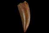 Serrated, Raptor Tooth - Real Dinosaur Tooth #130356-1